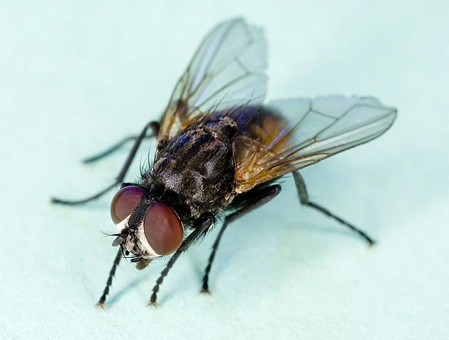 How to get rid of House Flies, Diptera infestation control, kill and solve  problem