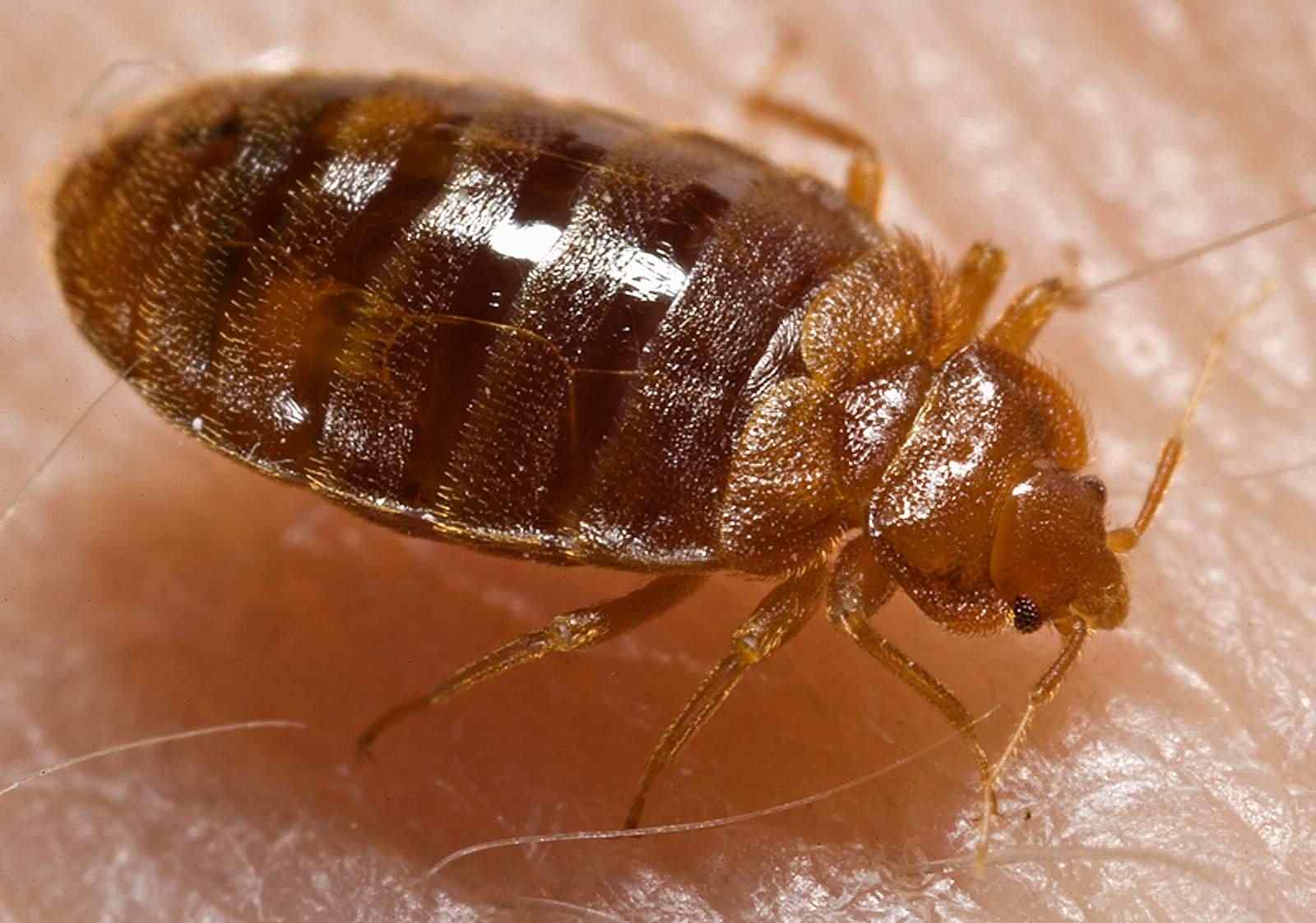 Bed Bug Pest Control In Brisbane