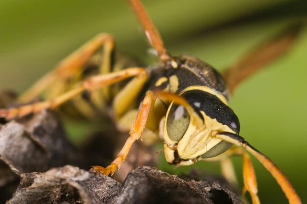 Wasp Control Services In Brisbane