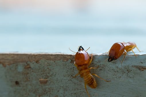 termites damage home