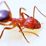 Ant Treatment Brisbane