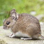 Rodent Treatment In Brisbane