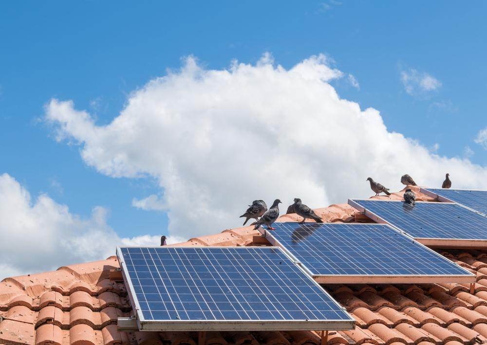 Solar Panel Bird Proofing