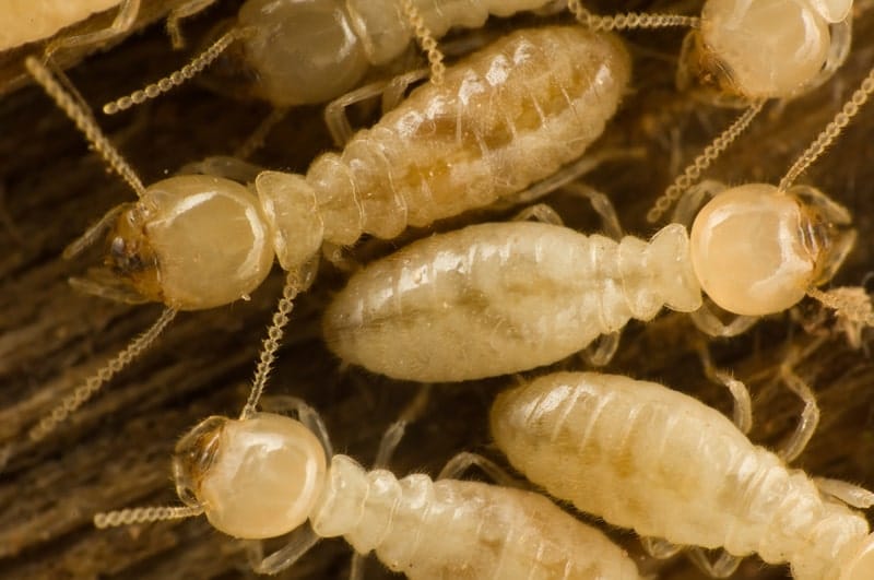 Gold Coast termite control