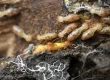 Effective Termite Control Methods