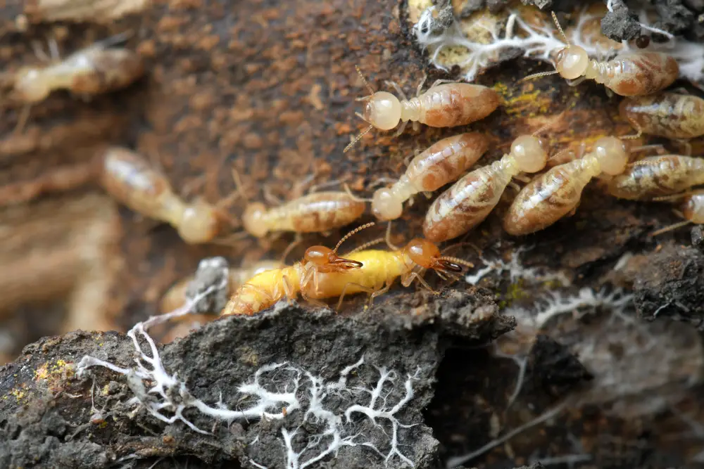 Effective Termite Control Methods