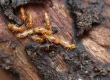 Need For Termite Control Or Annual Termite Treatment