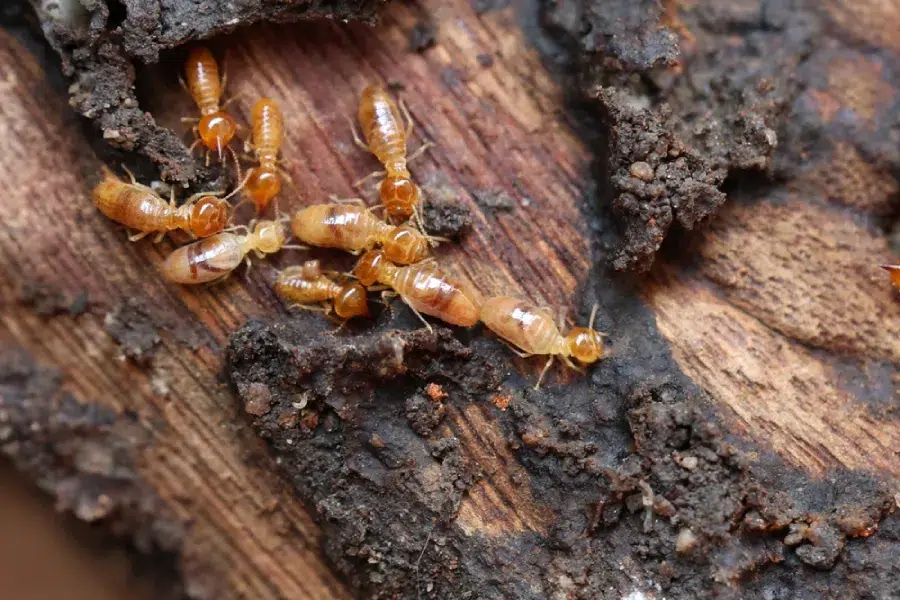 Need For Termite Control Or Annual Termite Treatment